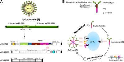 Systemic and Oral Immunogenicity of Porcine Epidemic Diarrhea Virus Antigen Fused to Poly-Fc of Immunoglobulin G and Expressed in ΔXT/FT Nicotiana benthamiana Plants